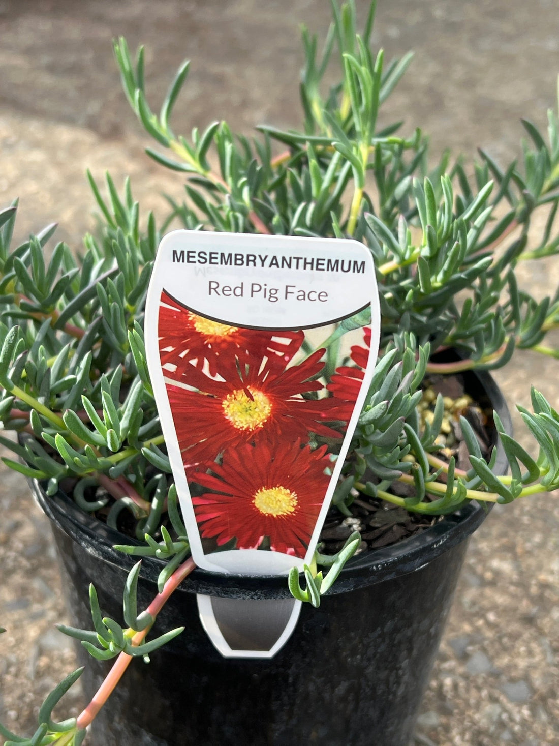 'Red Pig Face' (Mesembryanthemum) - Ladybird Nursery