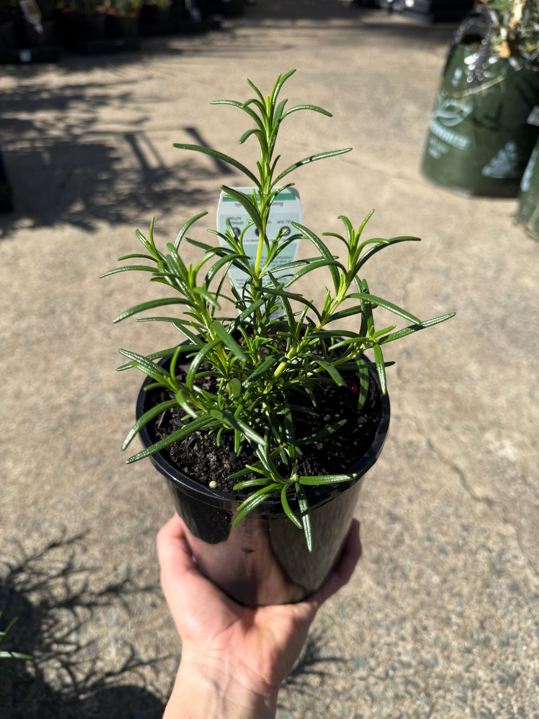 Rosemary 'Pink Remembrance' - Ladybird Nursery
