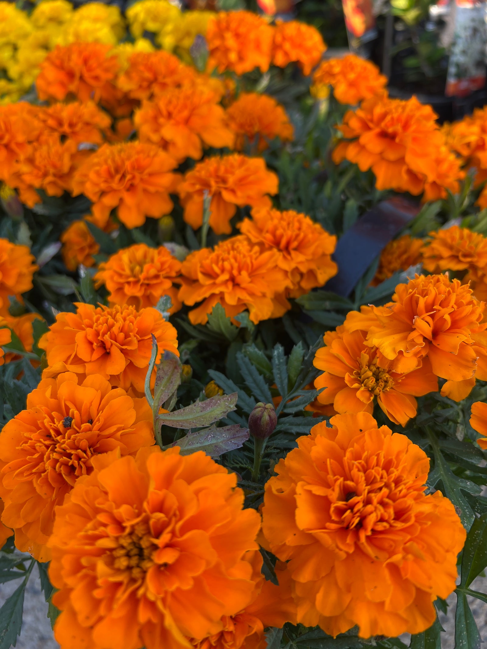 Marigold 'Orange' 10 Cell (PICK UP ONLY)