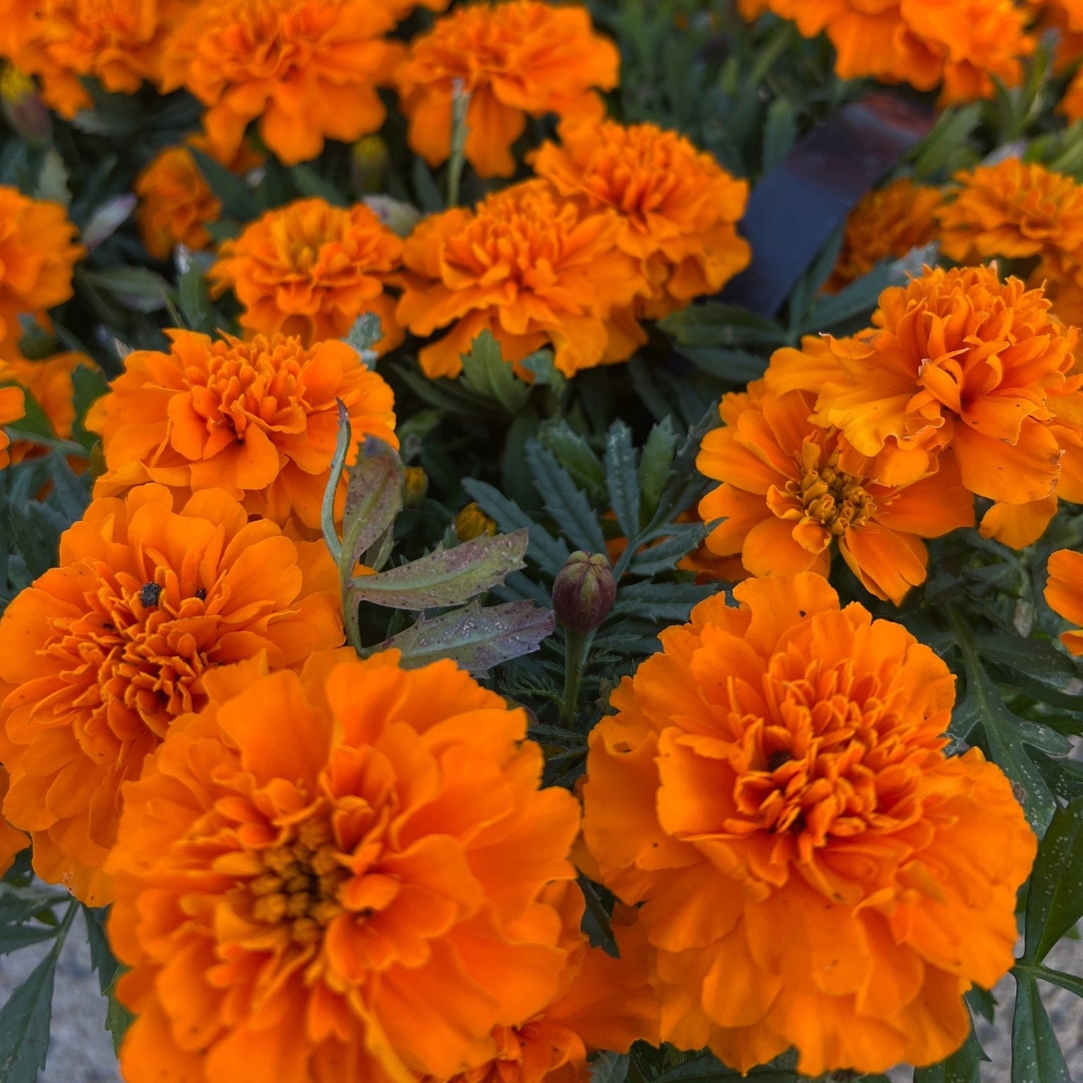 Marigold 'Orange' 10 Cell (PICK UP ONLY) - Ladybird Nursery