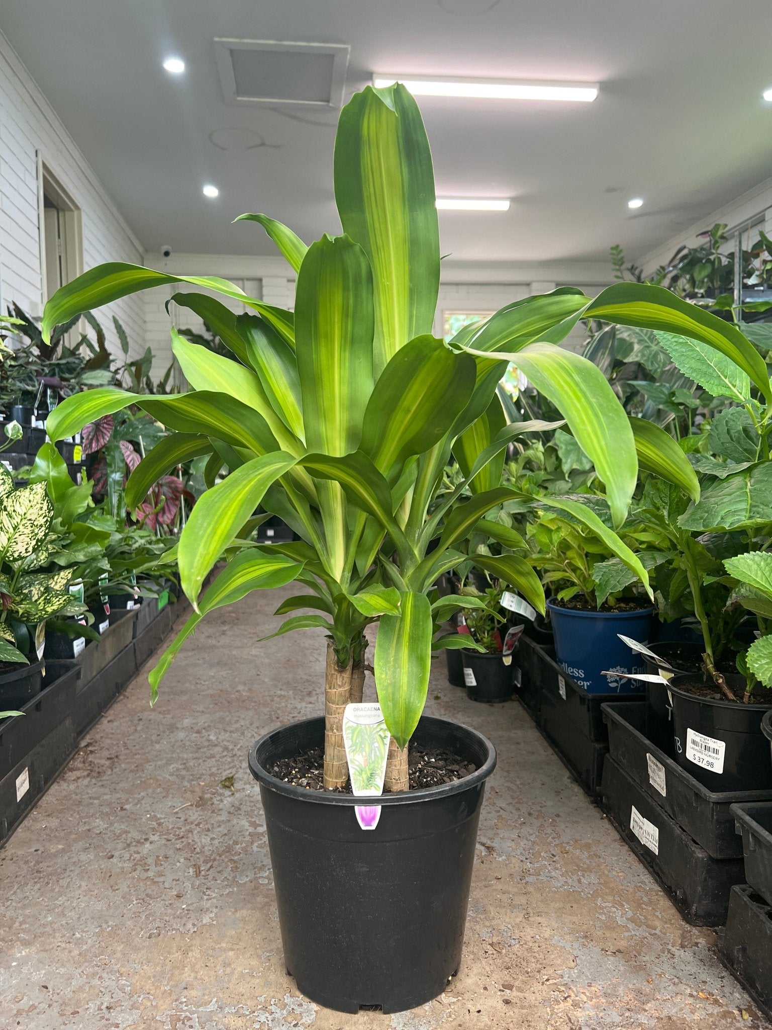 dracaena happy plant Happy Plant: Dracaena Massangeana Plant – Buy Now! – Ladybird Nursery
