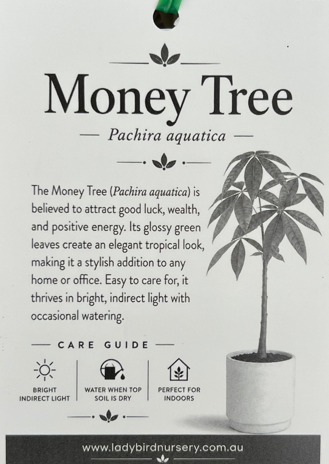Money Tree (Pachira aquatica) - Ladybird Nursery