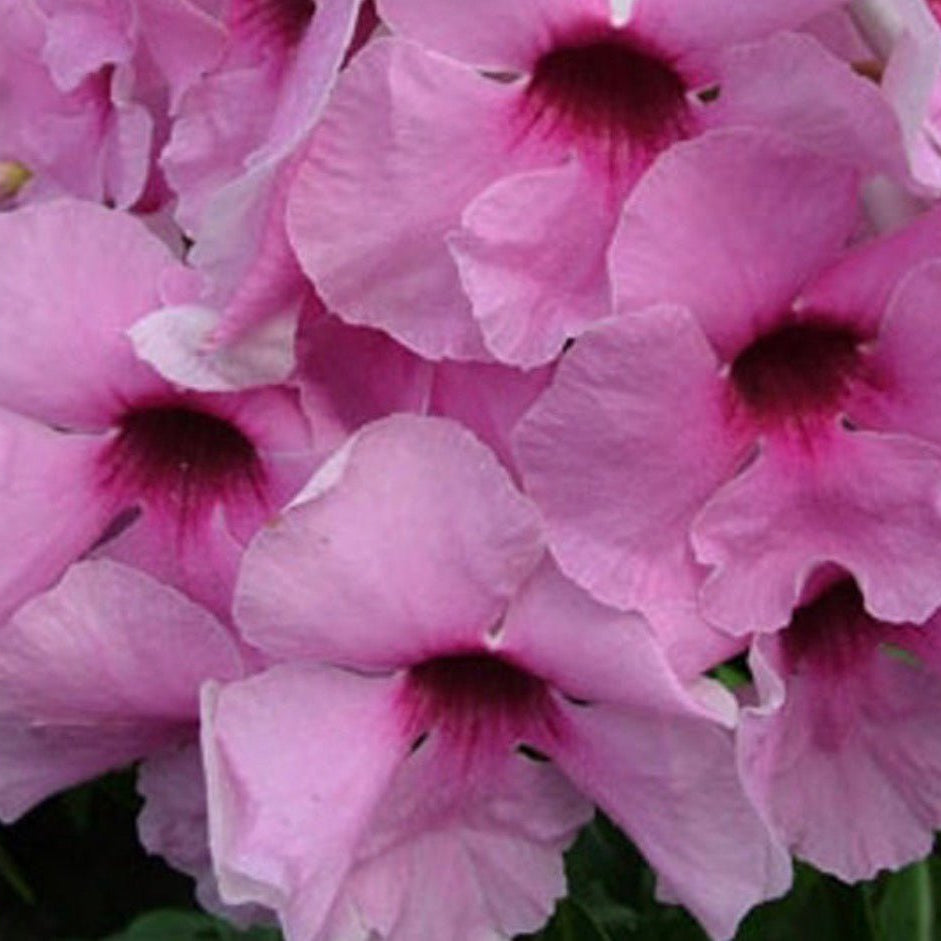 Bower Vine 'Jam Drops' (Pandorea jasminoides) - Ladybird Nursery