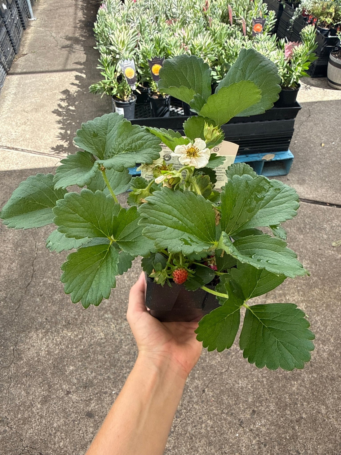 Strawberry 'Summer Breeze Snow' - Ladybird Nursery