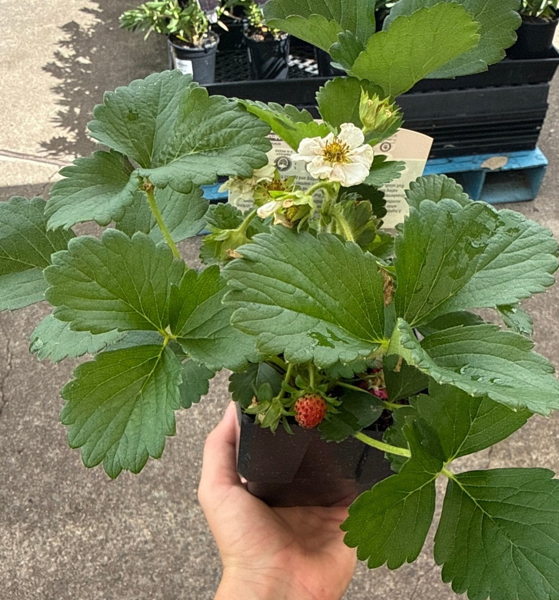 Strawberry 'Summer Breeze Snow' - Ladybird Nursery