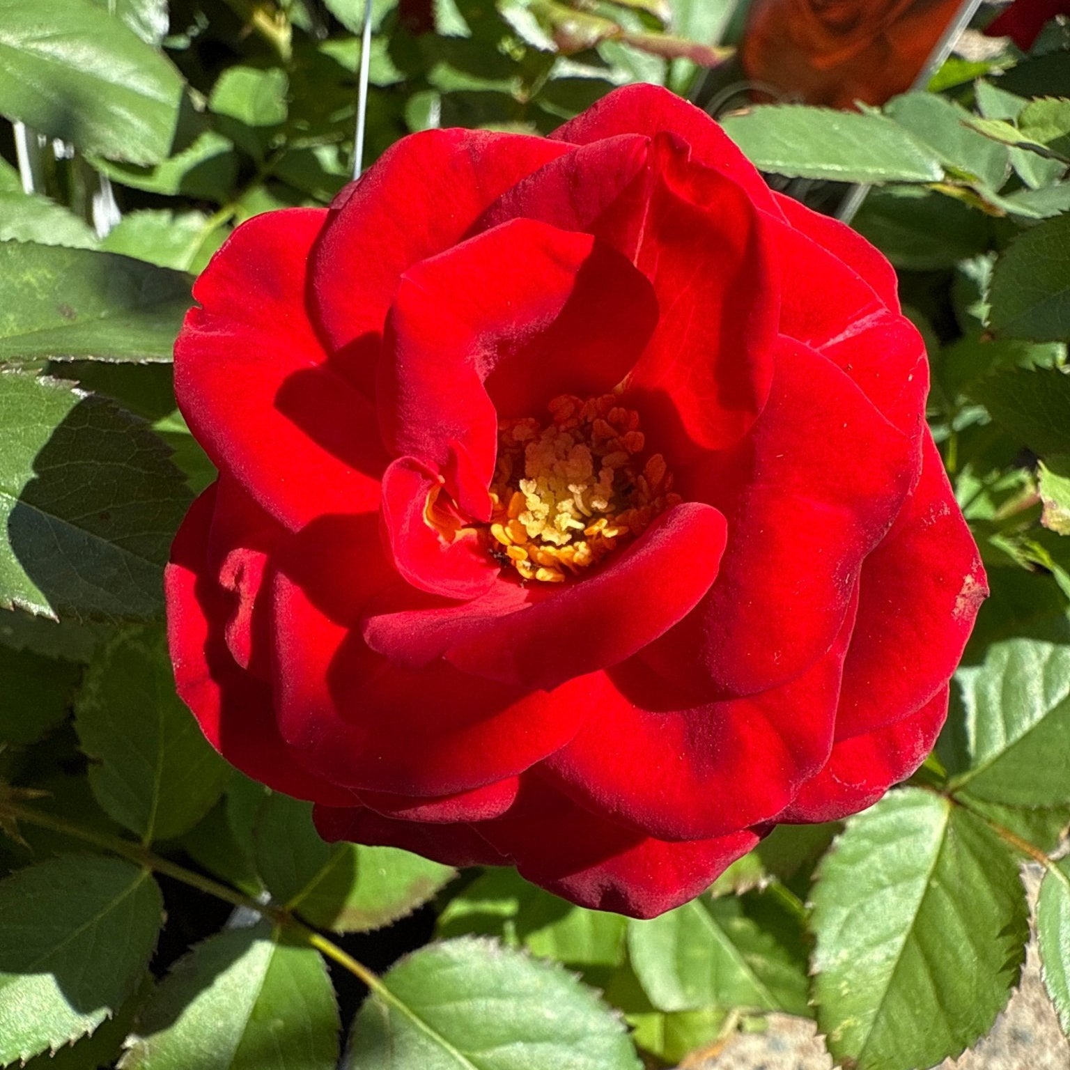 Rosa Terrazza® ‘Carmen Red’ - Ladybird Nursery