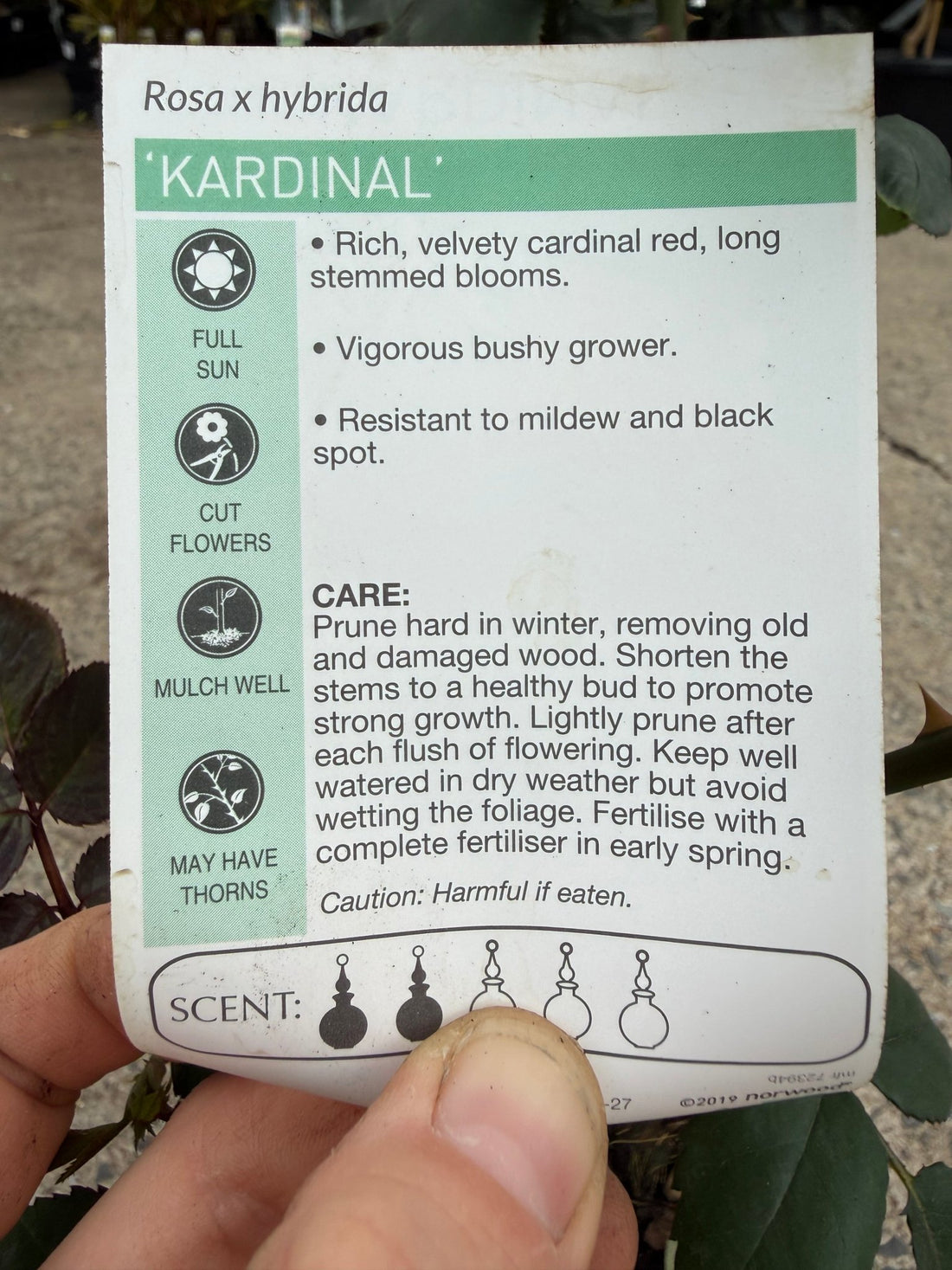 Rose 'Kardinal' - Ladybird Nursery