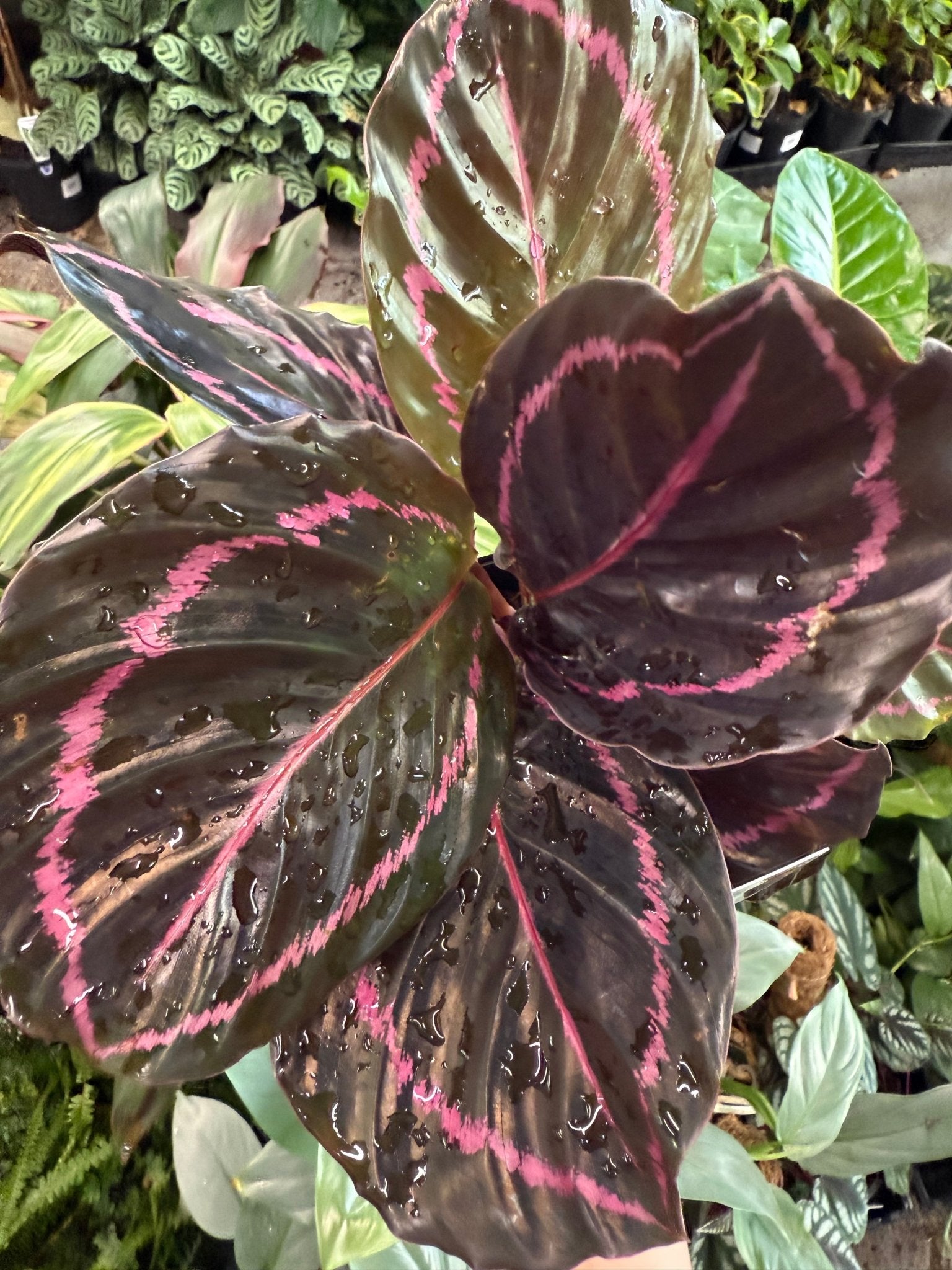 Calathea 'Dottie' - Ladybird Nursery