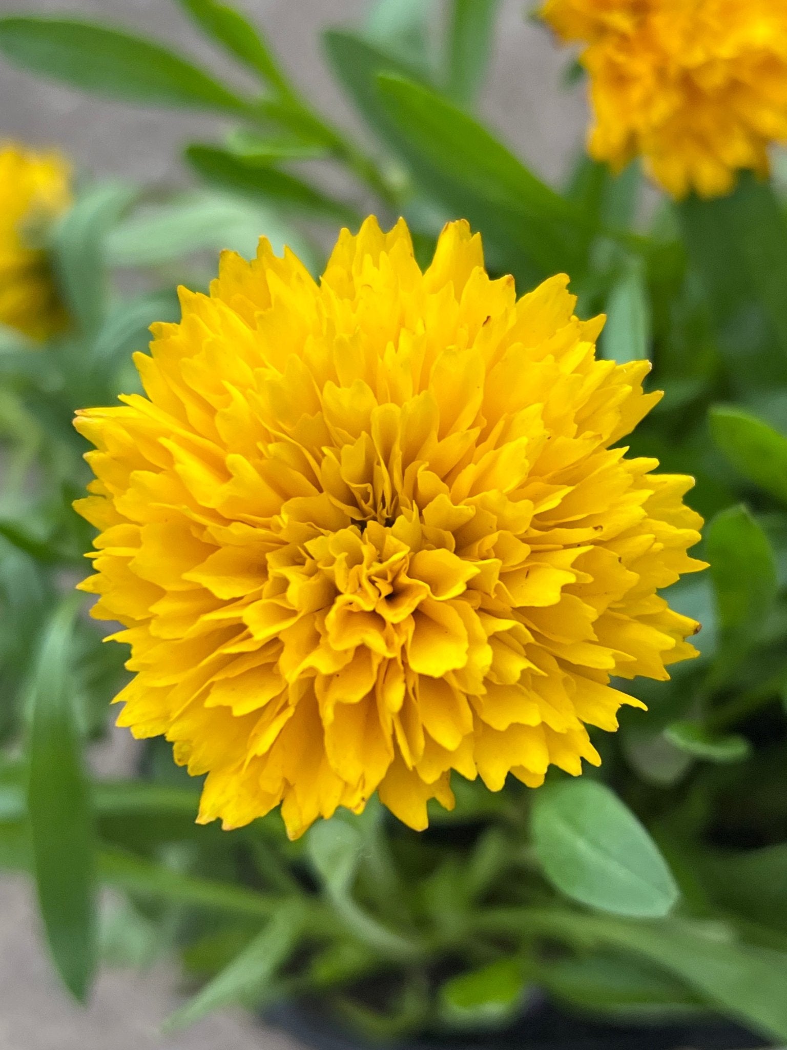 Tickseed 'Golden Sphere' (Coreopsis Solanna) - Ladybird Nursery