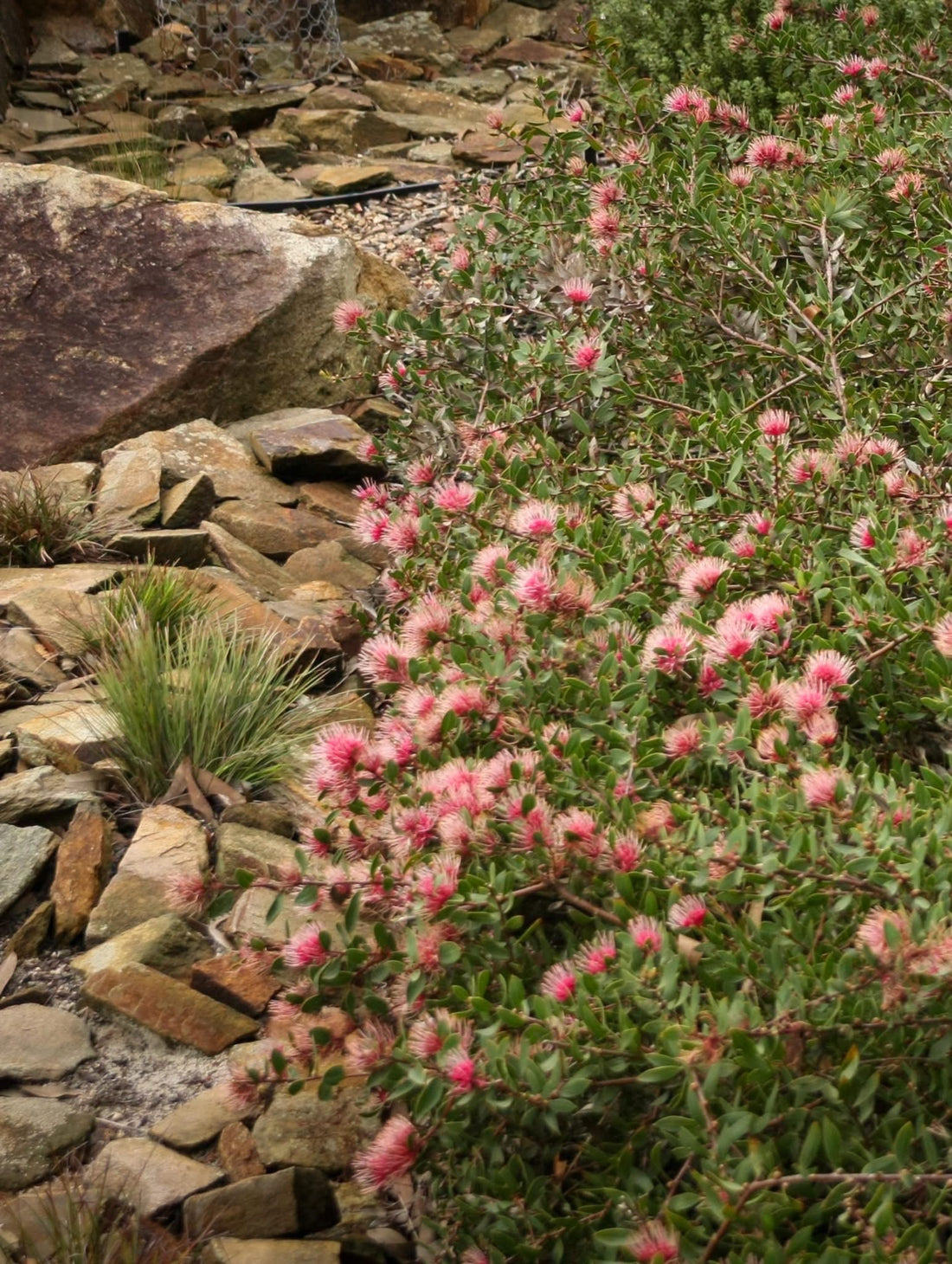 Hakea ‘Burrendong Beauty’ - Ladybird Nursery