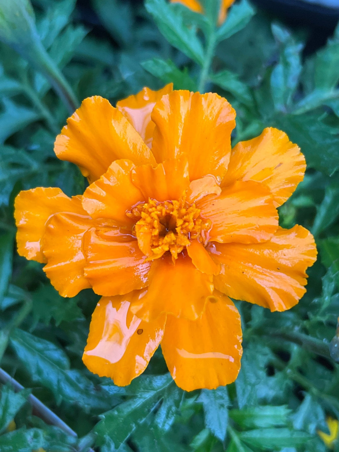 Marigold 'French Dwarf' (PICK UP ONLY) - Ladybird Nursery