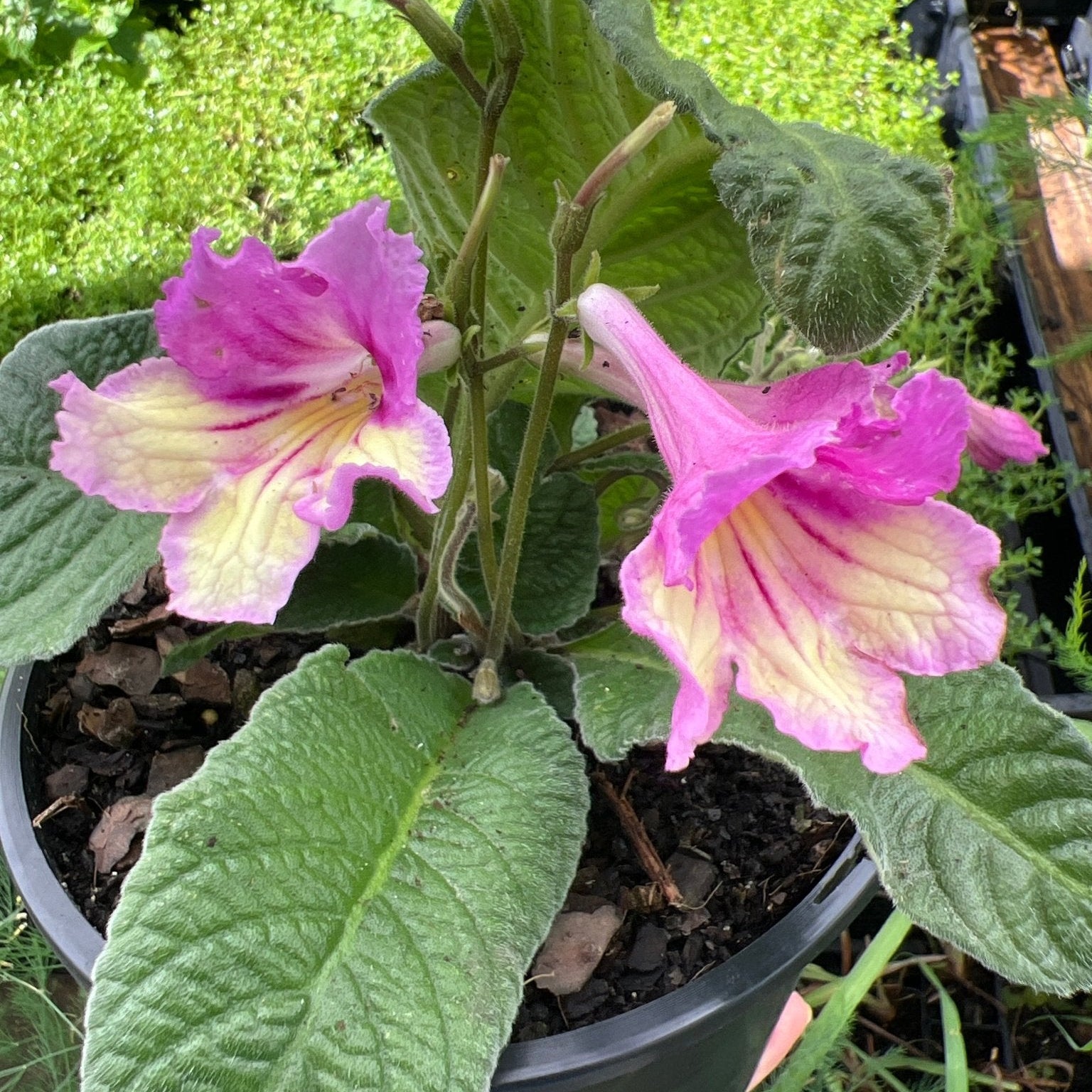Cape Primrose Lady Slippers Yellow Pink (Streptocarpus) - Ladybird Nursery