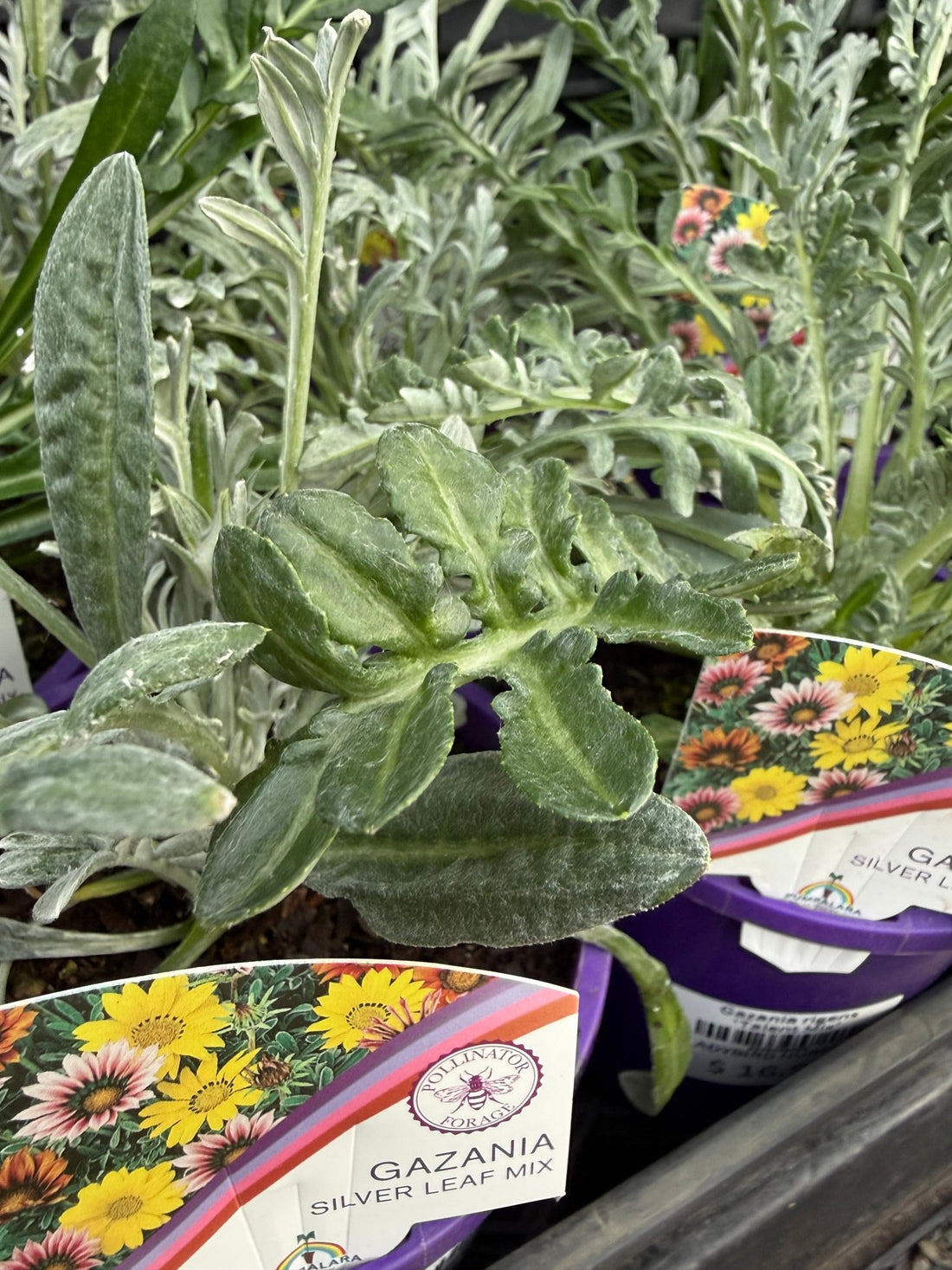 Gazania rigens 'Talent Mix' - Ladybird Nursery
