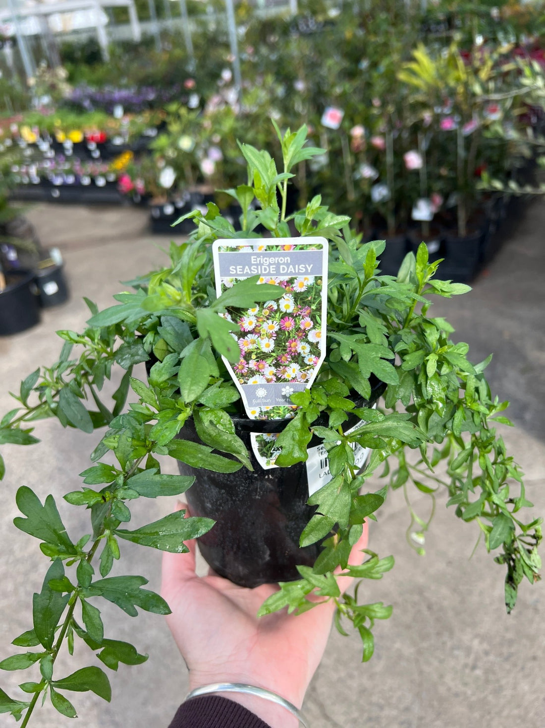 Seaside Daisy 'Profusion' (Erigeron karvinskianus) - Ladybird Nursery