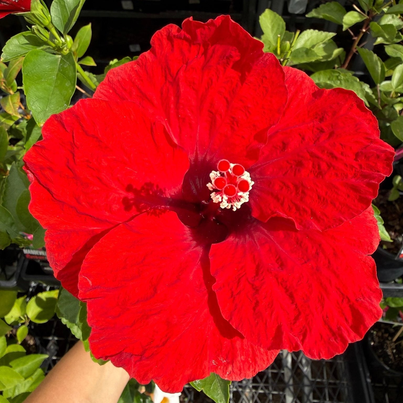 Hibiscus 'Fantasy Ruby Red' (Hibiscus rosa - sinensis) - Ladybird Nursery