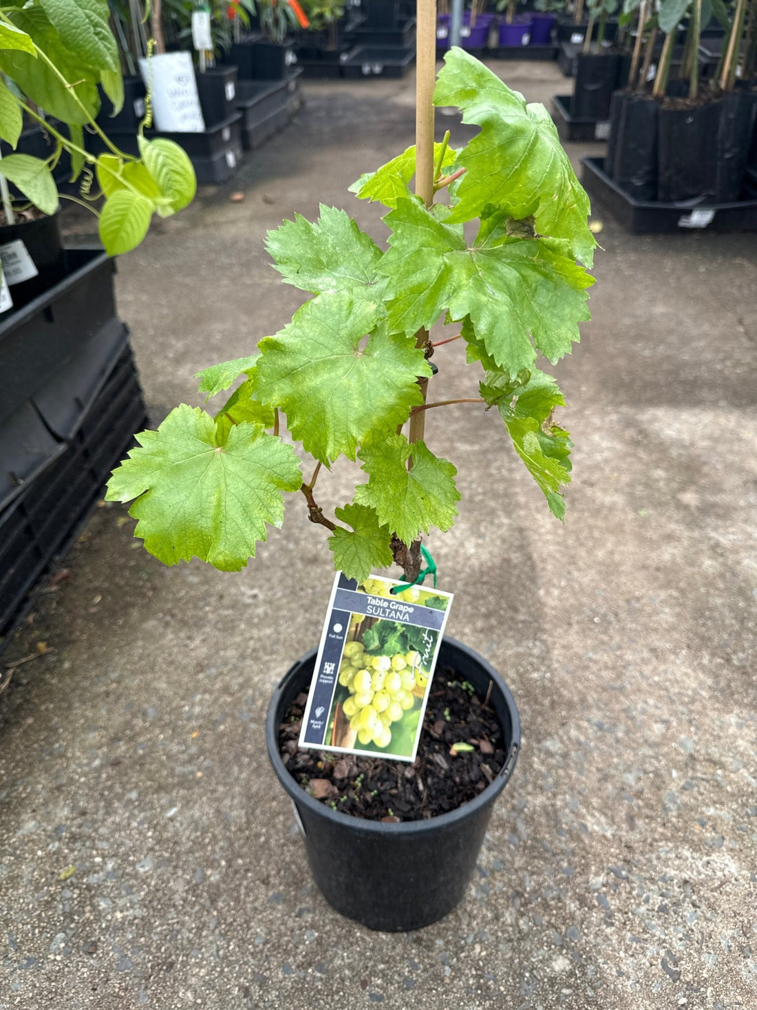 Grape ‘White Sultana’ (QLD ONLY) - Ladybird Nursery