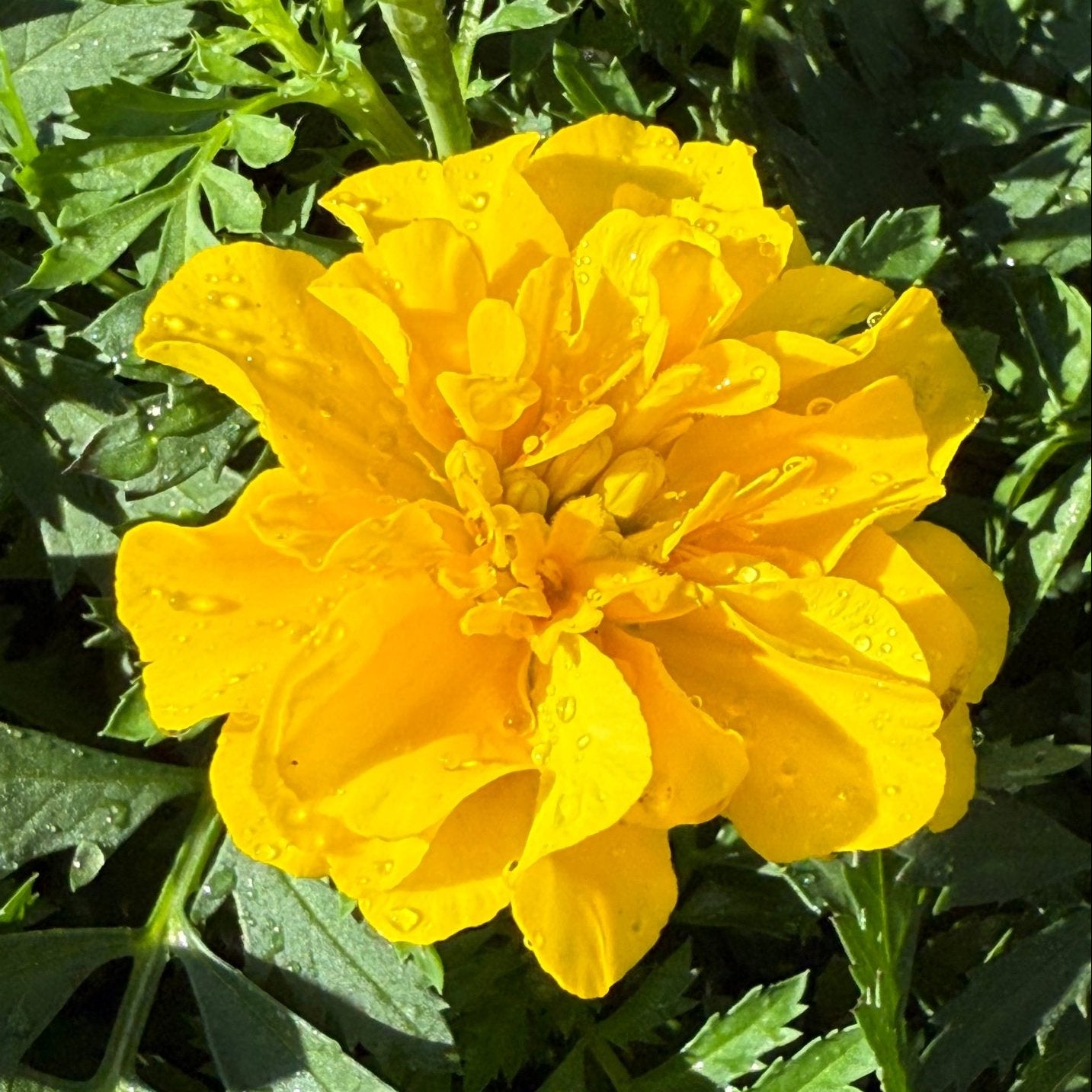 Marigold 'Yellow' 10 Cell (PICK UP ONLY) - Ladybird Nursery