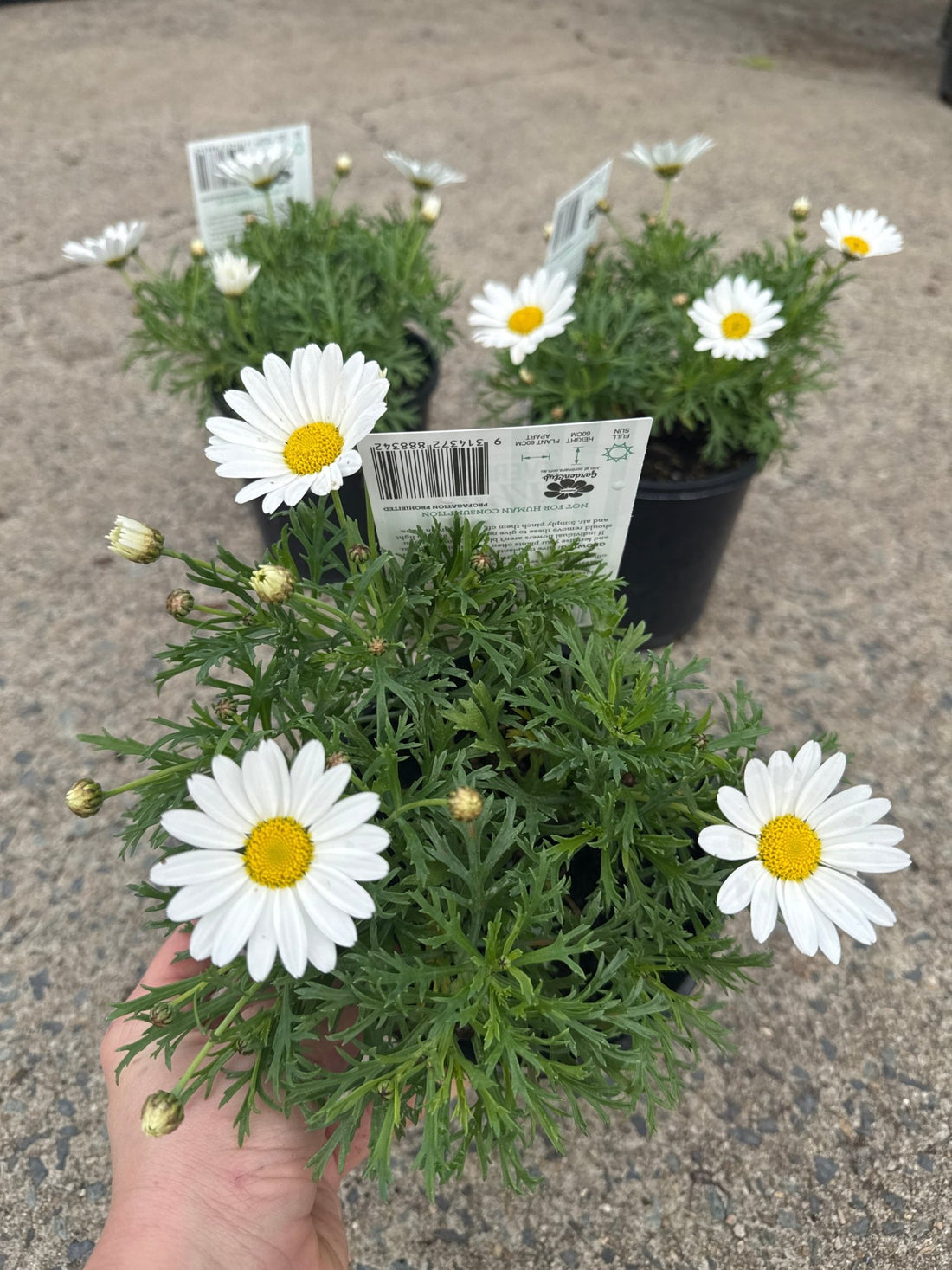 Daisy 'Everest White' (Argyranthemum)