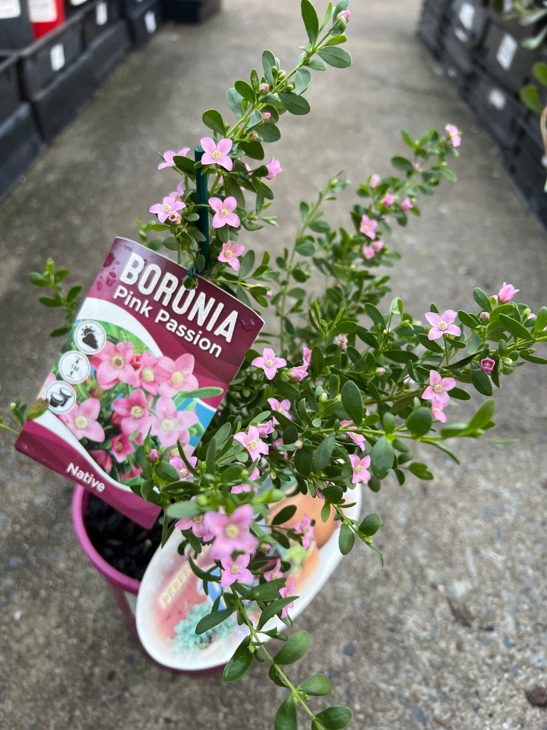 Boronia 'Pink Passion' (Boronia crenulata) - Ladybird Nursery