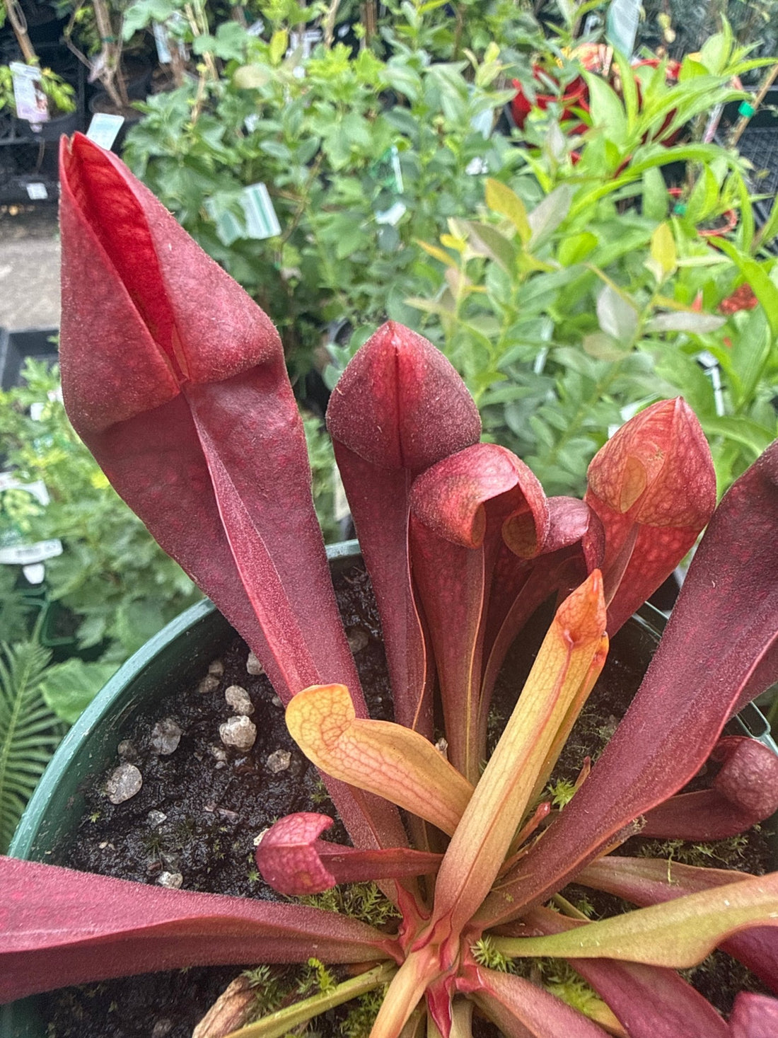 Pitcher Plant (Sarracenia x courtii) 100mm Pot - Ladybird Nursery