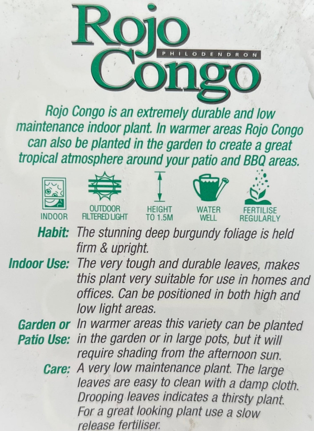Philodendron 'Rojo Congo' - Advanced (PICKUP ONLY) - Ladybird Nursery