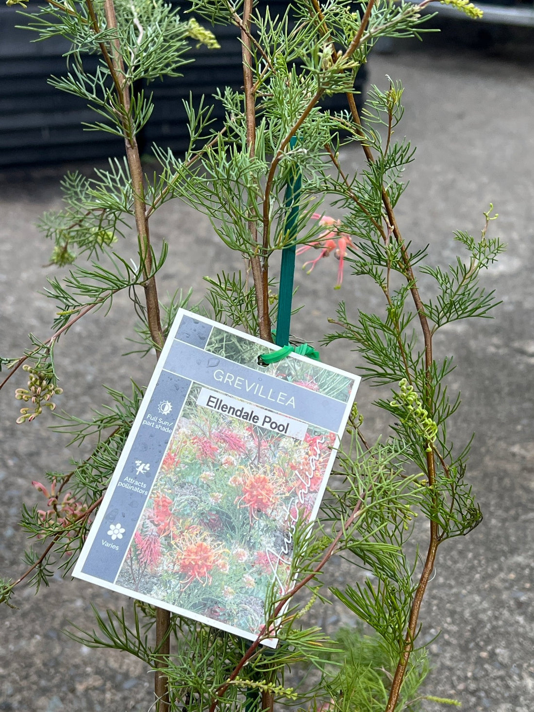 Grevillea 'Ellendale Pool' - Ladybird Nursery