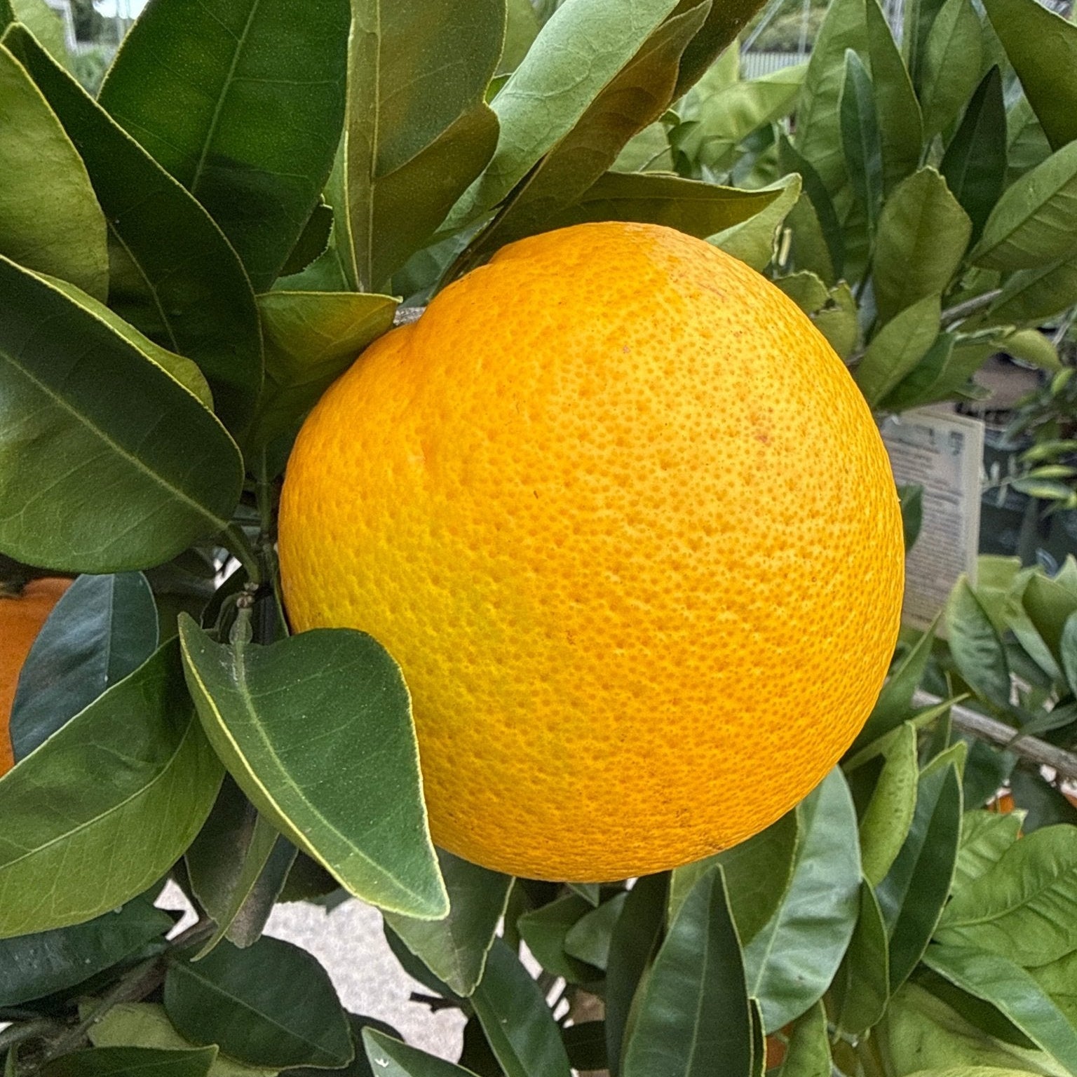 Orange 'Lanes Late Navel' Advanced 500mm Pot (PICK UP ONLY) - Ladybird Nursery