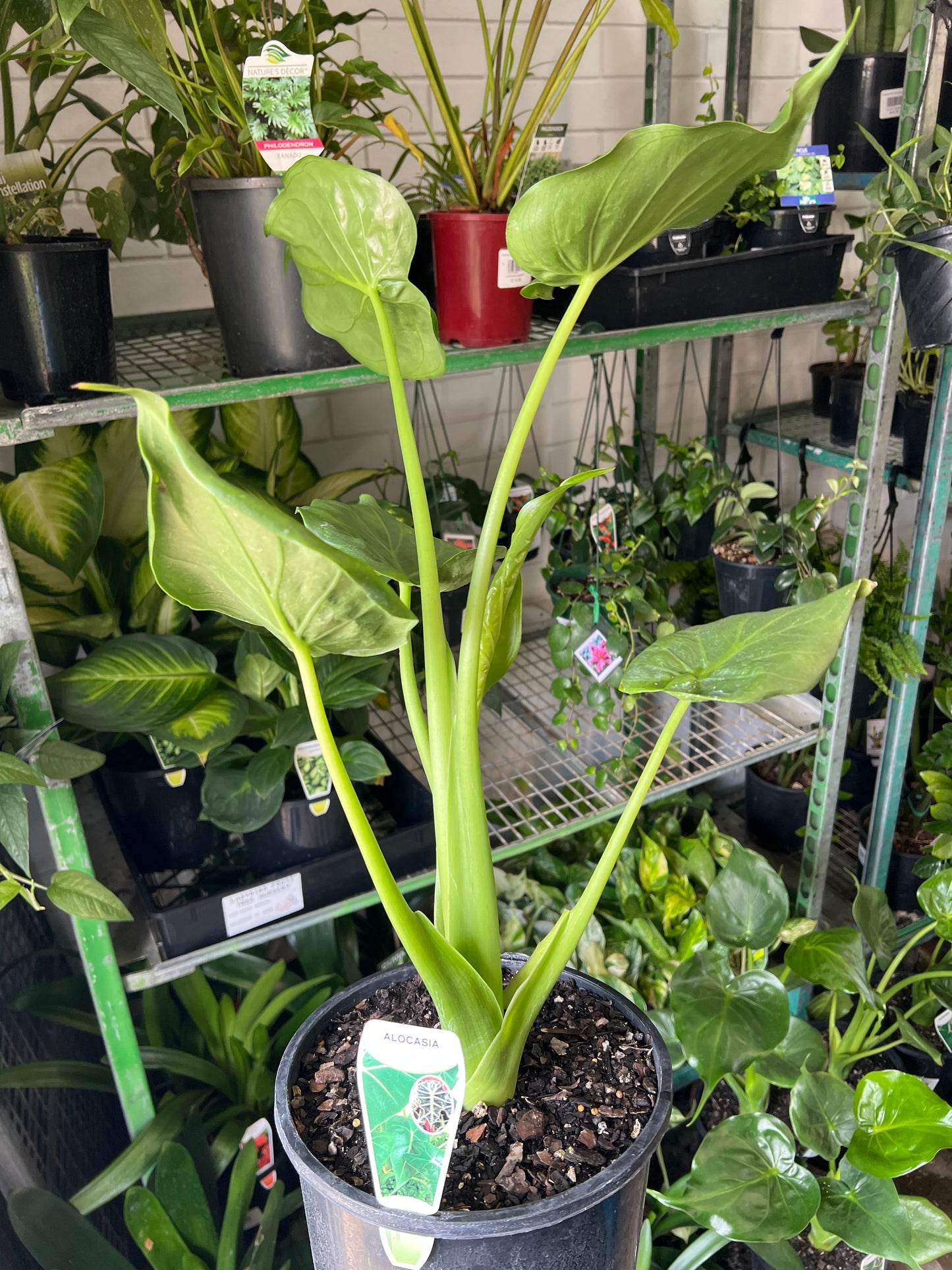 Elephant Ear (Alocasia spp.)