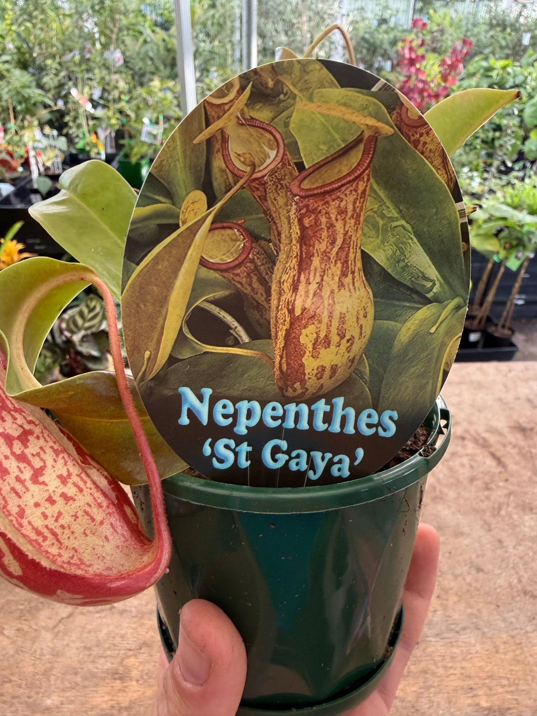 Tropical Pitcher Plant ‘St Gaya’ (Nepenthes) - Ladybird Nursery