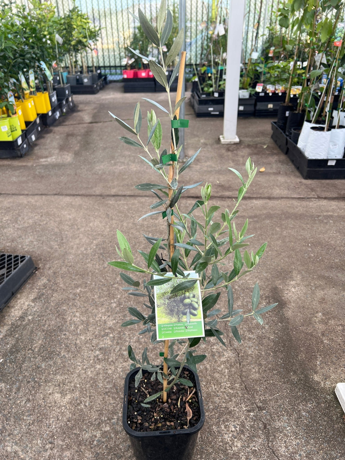 Olive ‘Picual’ - Large - Ladybird Nursery