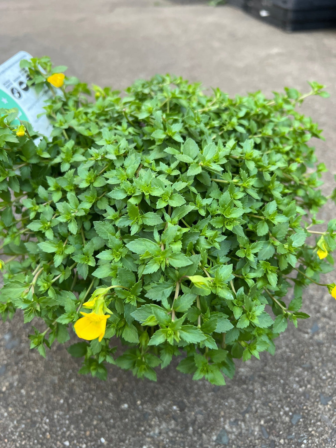 Mecardonia 'Magic Carpet Yellow' - Ladybird Nursery