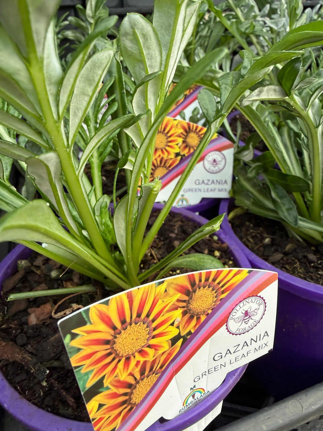 Gazania 'New Day Mix' - Ladybird Nursery