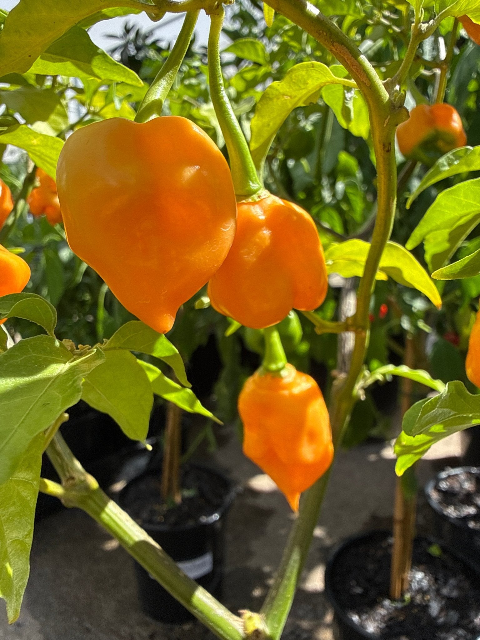 Chilli 'Orange Carolina Reaper' - Ladybird Nursery