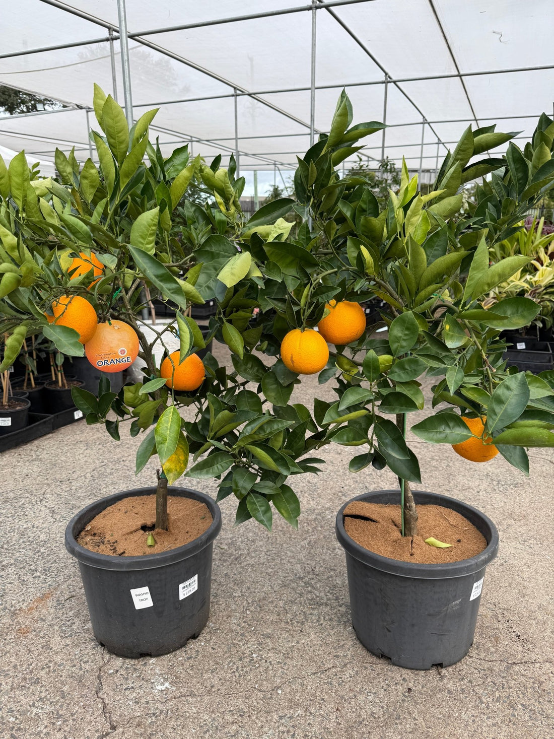 Orange 'Washington Navel' 330mm (Pickup Only) - Ladybird Nursery