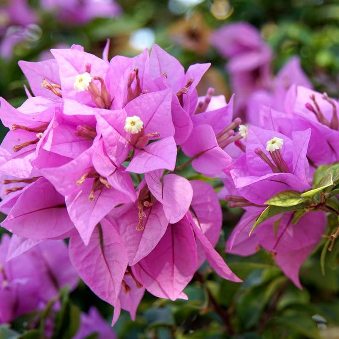 Bougainvillea 'Nonya' (Bougainvillea Bambino™) - Medium - Ladybird Nursery