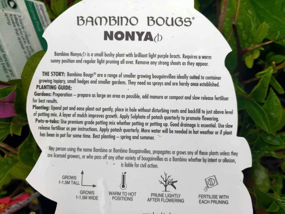 Bougainvillea 'Nonya' (Bougainvillea Bambino™) - Medium - Ladybird Nursery