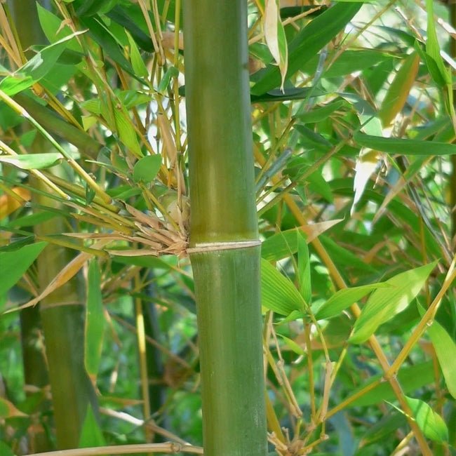 Edible Bamboo (Oldhamii) 200mm Pot - Ladybird Nursery