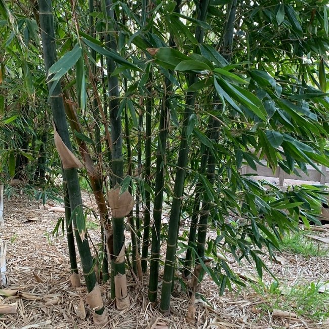 Edible Bamboo (Oldhamii) 200mm Pot - Ladybird Nursery
