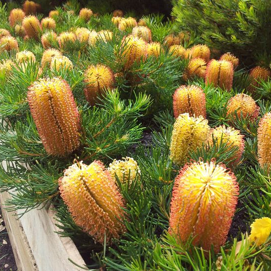 Stumpy Gold Banksia (Banksia spinulosa) - Ladybird Nursery