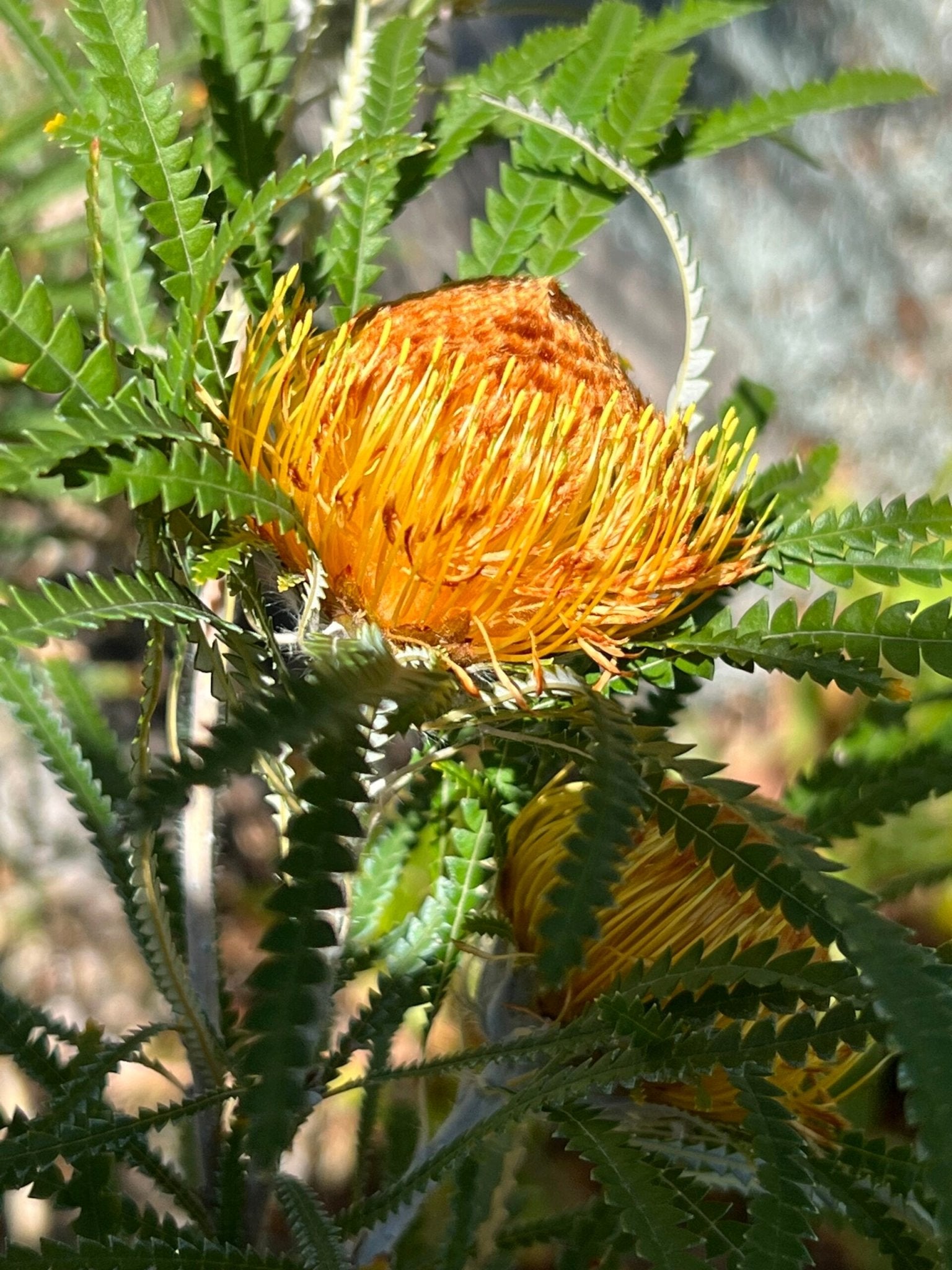 Showy Banksia (Banksia formosa) - Ladybird Nursery