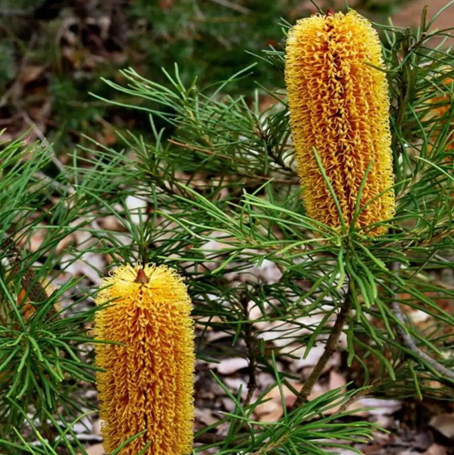 Banksia 'Bold and Gold' (Banksia spinulosa) - Ladybird Nursery