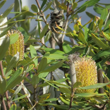 Banksia ‘New Dawn’