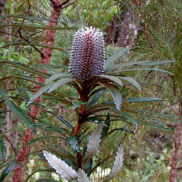 Hinchenbrook Banksia (Banksia plagiocarpa) - Ladybird Nursery