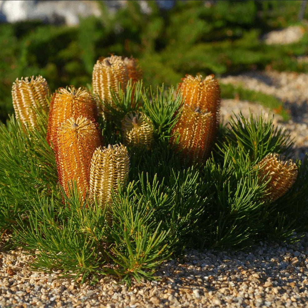 Stumpy Gold Banksia (Banksia spinulosa) - Ladybird Nursery