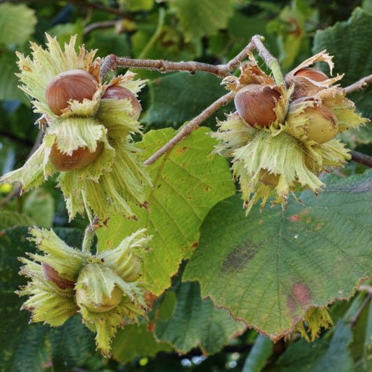 Hazelnut 'Barcelona' (Corylus Avellana) (BARE ROOT) - Ladybird Nursery