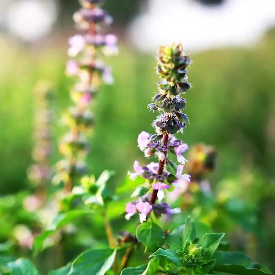 Basil 'Holy' (Ocimum tenuiflorum) - Ladybird Nursery