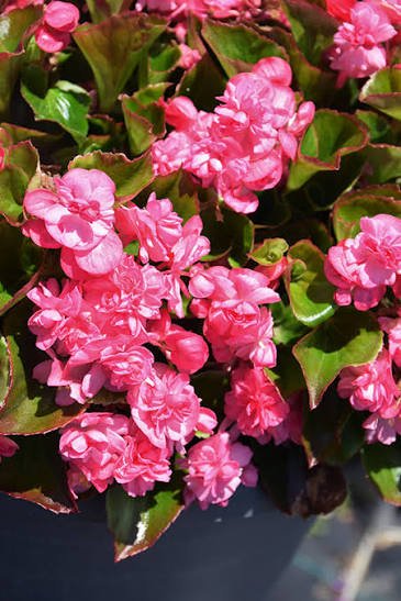 Begonia 'Double Up Pink' - Ladybird Nursery