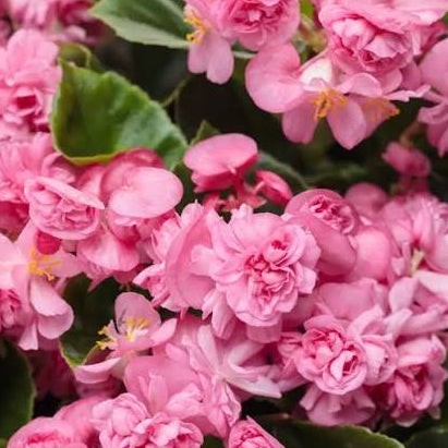 Begonia 'Double Up Pink' - Ladybird Nursery