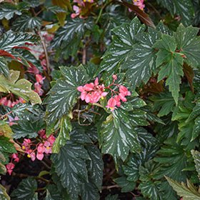 Begonia 'Sophie Cecile' - Ladybird Nursery