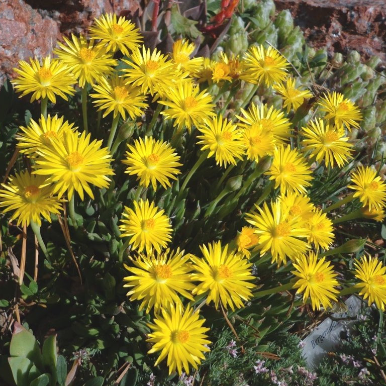 Ice Plant Yellow (Mesembryanthemum spp) - Ladybird Nursery